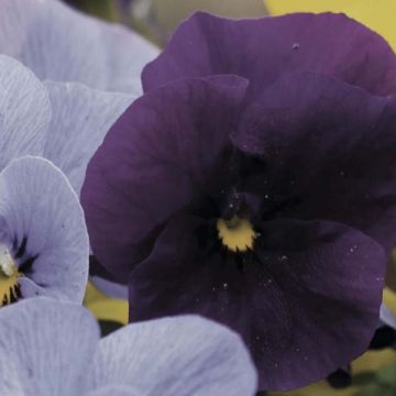 Tarhasarviorvokki Violet