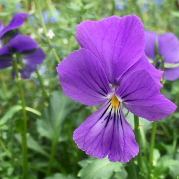 Orvokki - Viola corsica