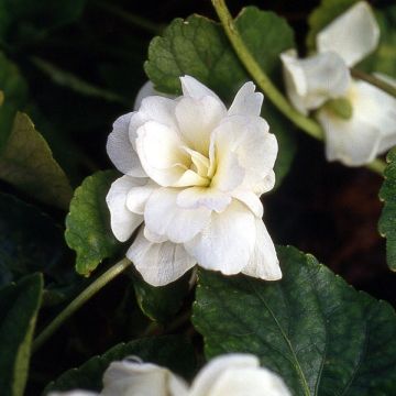Tuoksuorvokki Reine Des Blanches