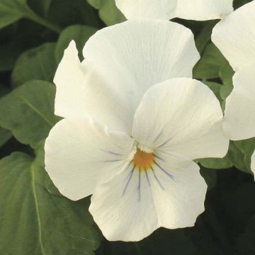 Tarhaorvokki Blanche
