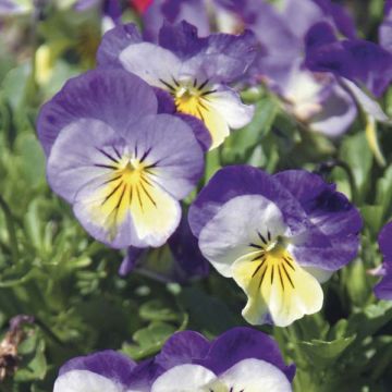 Tarhaorvokki Viola retombante jaune à ailes bleues