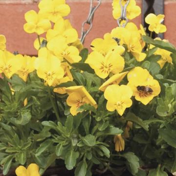 Tarhaorvokki Viola retombante jaune d'or