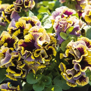 Tarhaorvokki Ruffles Dark Heart
