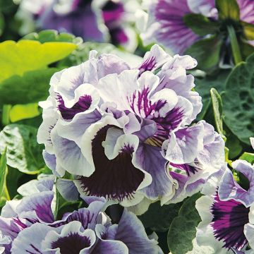 Tarhaorvokki Ruffles Purple White Rim