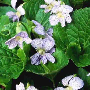 Perhosorvokki Freckles