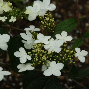 Lumipalloangervo Watanabe