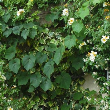 Ruosteviini - Vitis coignetiae