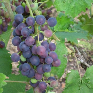 Aitoviiniköynnös Muscat Bleu