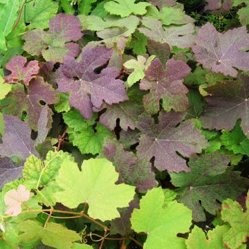 Aitoviiniköynnös Purpurea