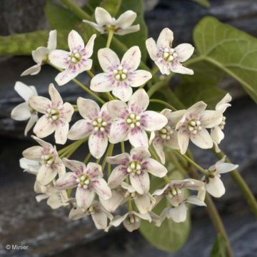Dregea sinensis