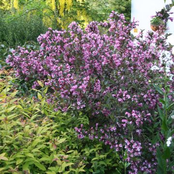 Komeakotakuusama Nana Purpurea