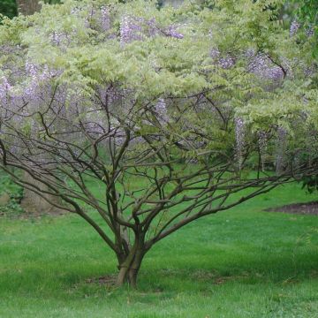 Sinisatee - Wisteria x formosa