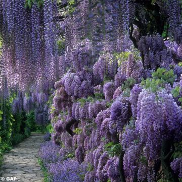 Kiinansinisade - Wisteria sinensis