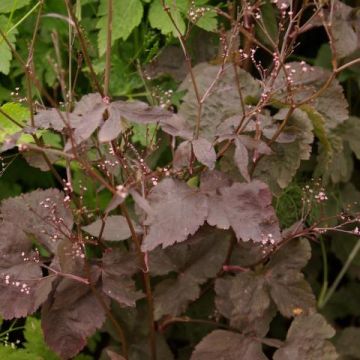 Japaninyrttiputki f. atropurpurea