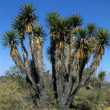 Jukka - Yucca filifera