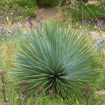 Jukka - Yucca rostrata