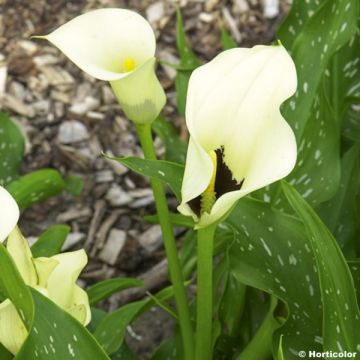 Keltahuonevehka Black Eyed Beauty