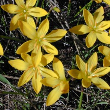 Zephyranthus citrina