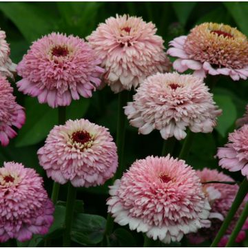 Isotsinnia Zinderella Lilac (siemenet)