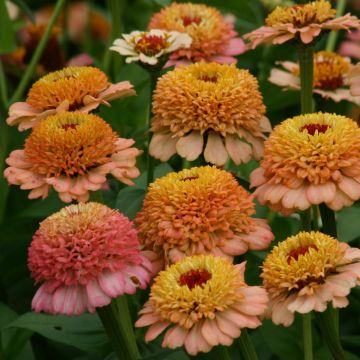 Isotsinnia Zinderella Peach (siemenet)