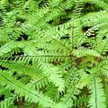 Adiantum - Capillaires