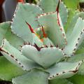 Agaves