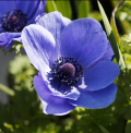 Anémones de Caen - Anemone coronaria