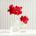 Annuelles pour bouquets