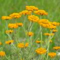 Anthemis - Camomilles