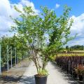 Arbres en grands sujets en conteneur