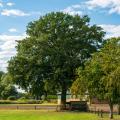 Arbres indigènes