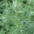 Artemisia - Armoises 