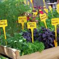 Aromatiques par variété