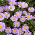 Vuoriasterit - Aster alpinus