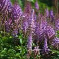 Violettikukkaiset jaloangervot