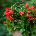 Bégonias retombants