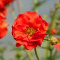 Geum - Benoîtes