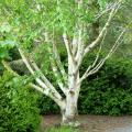 Betula - Bouleaux