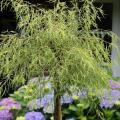 Bouleaux pleureurs