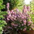 Bruyères d'hiver - Erica darleyensis