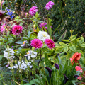 Bulbes d'été par couleur de fleurs