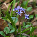 Bulbes de printemps pour l'ombre