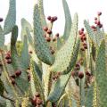 Cactus d'extérieur