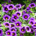 Calibrachoa - Mini-pétunias