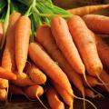 Carottes Bio