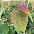 Cercidiphyllum - Arbres à caramel
