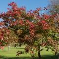 Chênes des marais - Quercus palustris