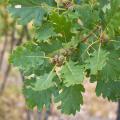 Chênes pédonculés - Quercus robur