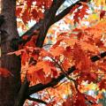 Chênes rouges - Quercus rubra