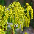 Chiastophyllum - Goutte-d'or